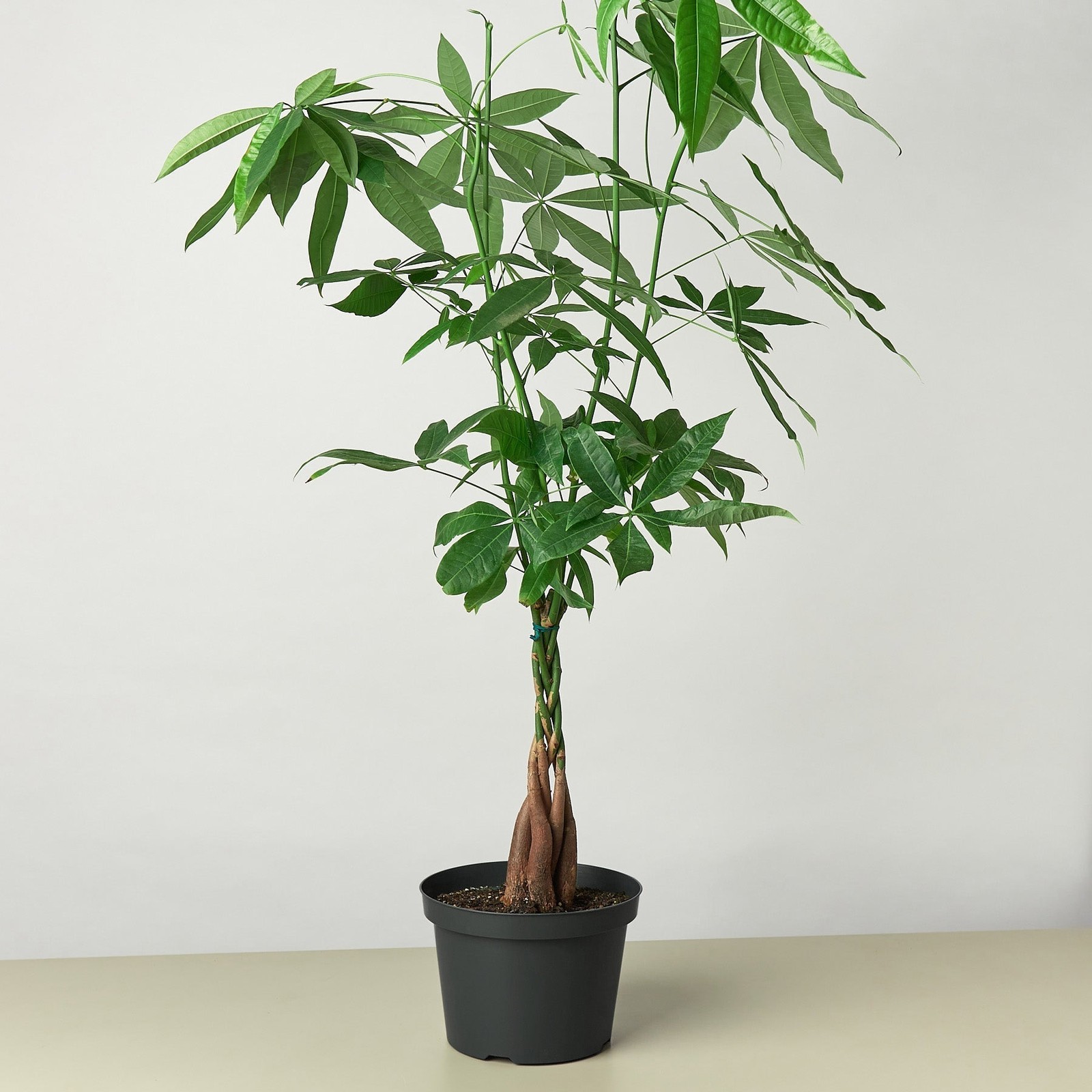 Braided Money Tree Pachira aquatica • Guiana Chestnut • 6″ Pot Good Luck Plant