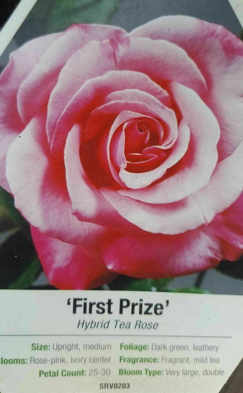 First Prize Rose 2 Gal. Pink Live Bush Plants Hybrid Tea Plant Roses