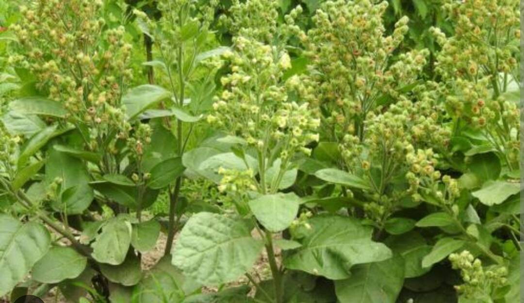 Hopi Tobacco 🌿 Native American Ceremonial Nicotiana Rustica – Heirloom Seeds