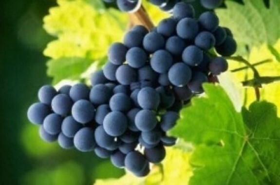 CONCORD GRAPE VINE CUTTINGS- QTY 15 ORGANIC ALL PURPOSE FOR TABLE, JUICE & JELLY