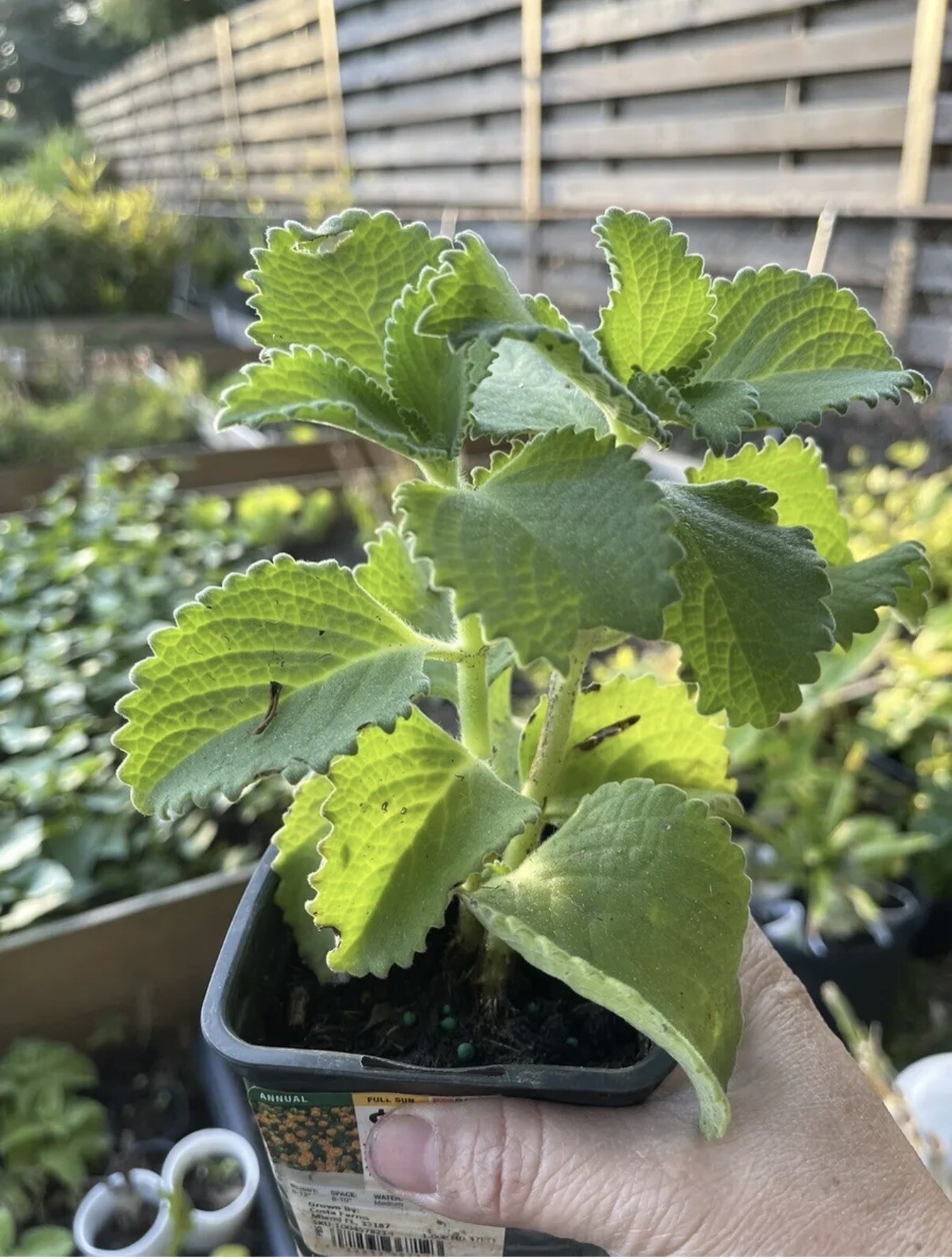 A Cup Cuban Oregano~Mexican (ORGANIC) Well Rooted plant (5-10 Inches)