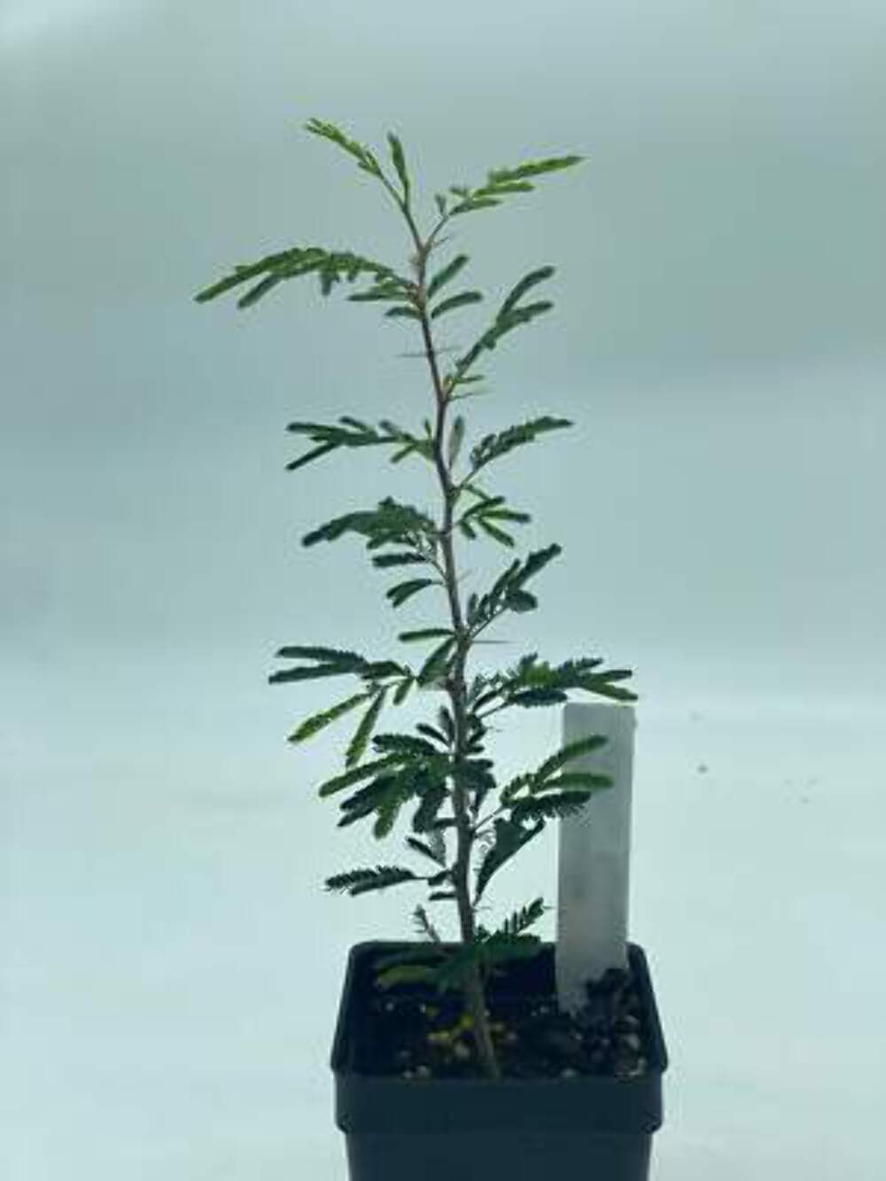 Sweet Acacia 3″ Starter Pot – Vachellia Farnesiana – Amazing Fragrance!