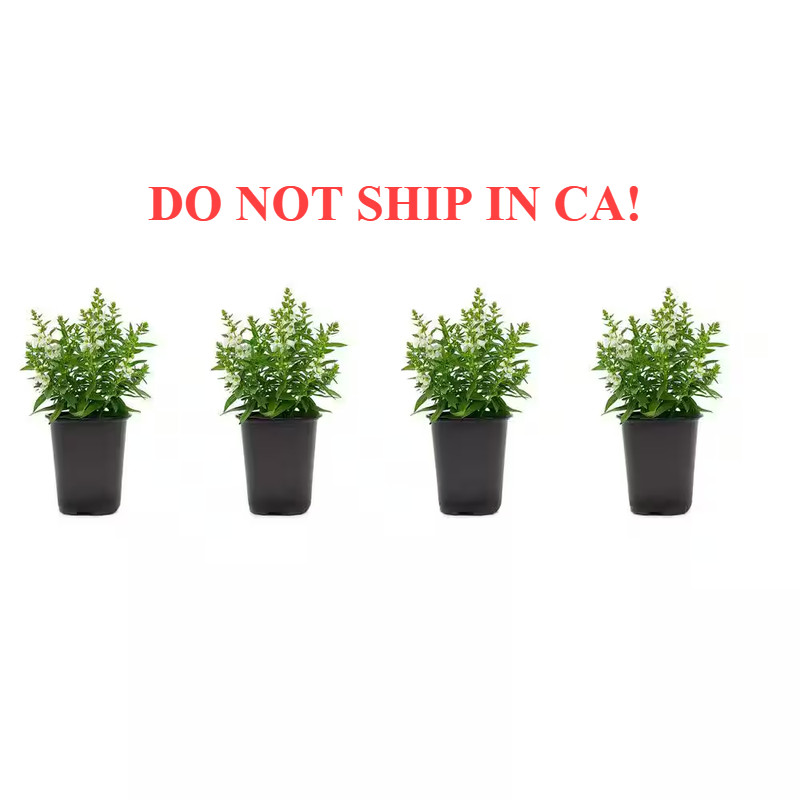 1.38-Pint Angelonia White Flower In 4.5 In. Grower’s Pot (4-Pack)