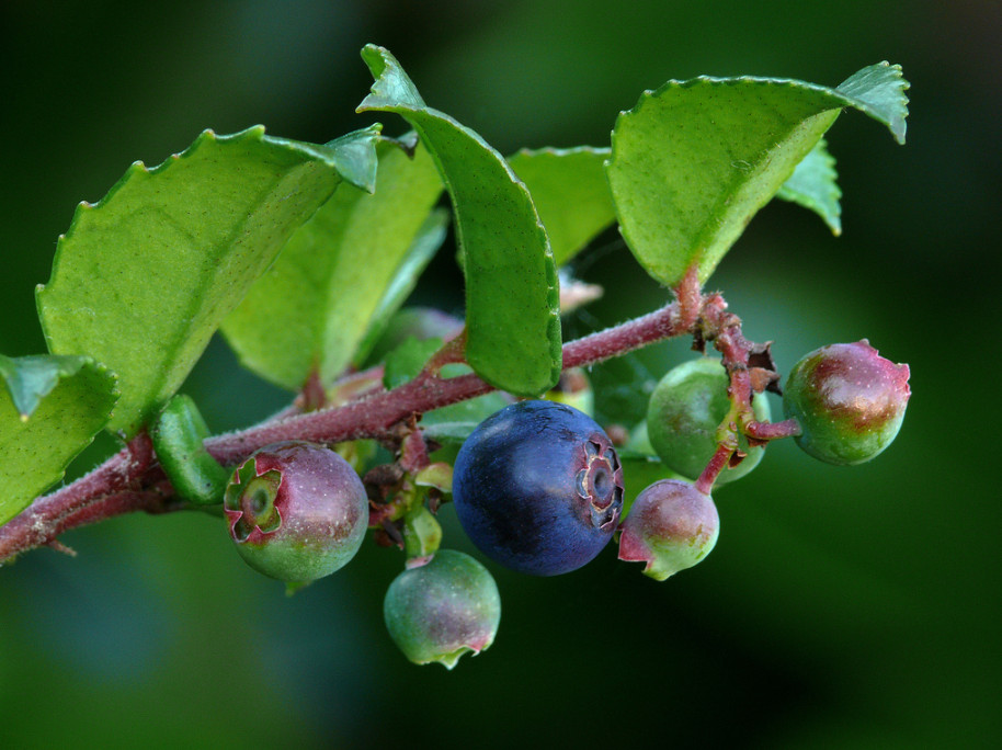 Evergreen Huckleberry Tree – Tasty Berries & Flowers – Live Plant in 1-Gal Pot