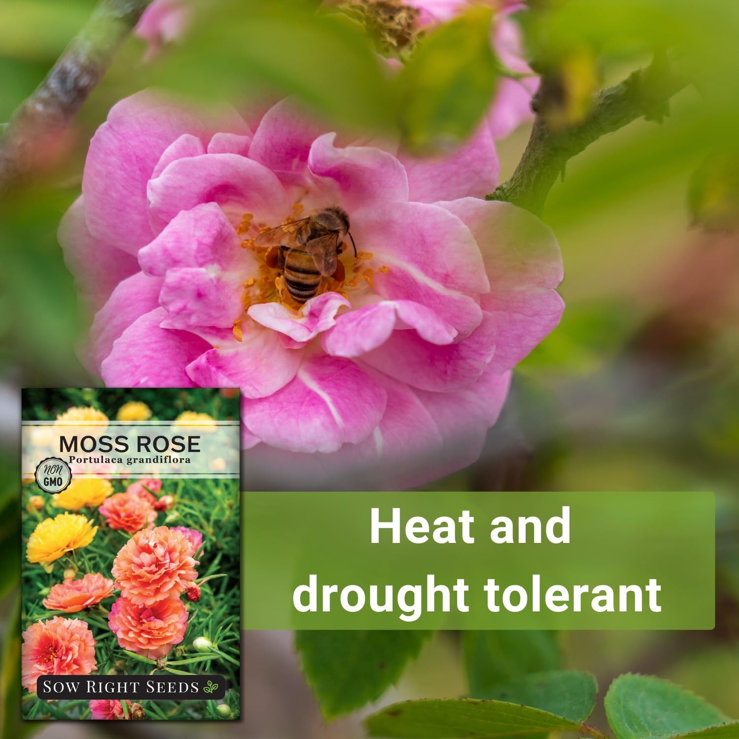 Sow Right Seeds – Moss Rose for Planting – Portulaca Grandiflora Mix