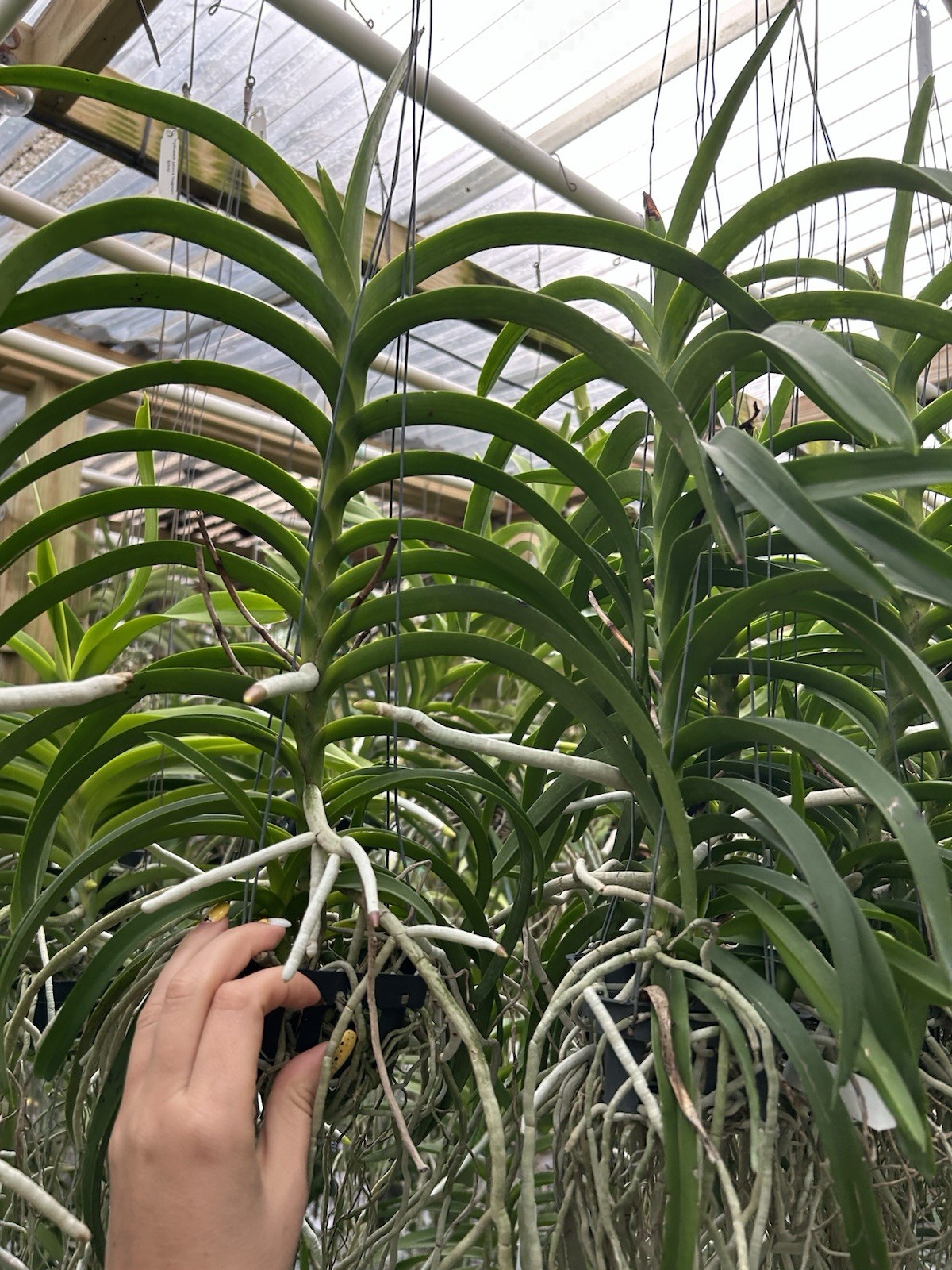 Vanda Xena Fragrant, BS orchid