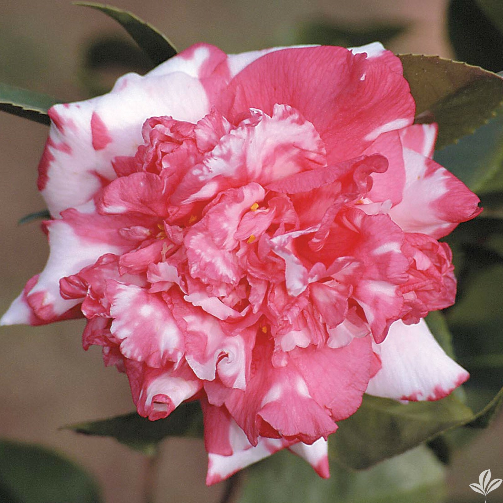 **DAIKAGURA**Bicolor Bloom** Camellia Japonica-Live Starter Plant -USA Seller-