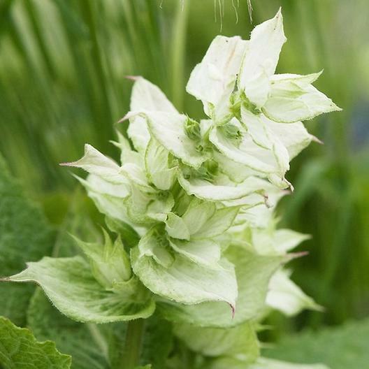 Clary Sage WHITE SWAN Salvia Birds Butterflies Pollinators Non-GMO 200 Seeds