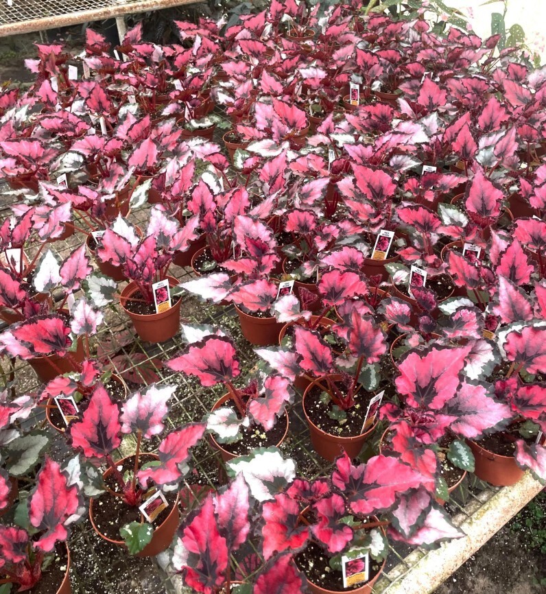 Begonia Red Robin Live Plant – 4-6″ Tall – Ship No Pot – Deep Red Variegated