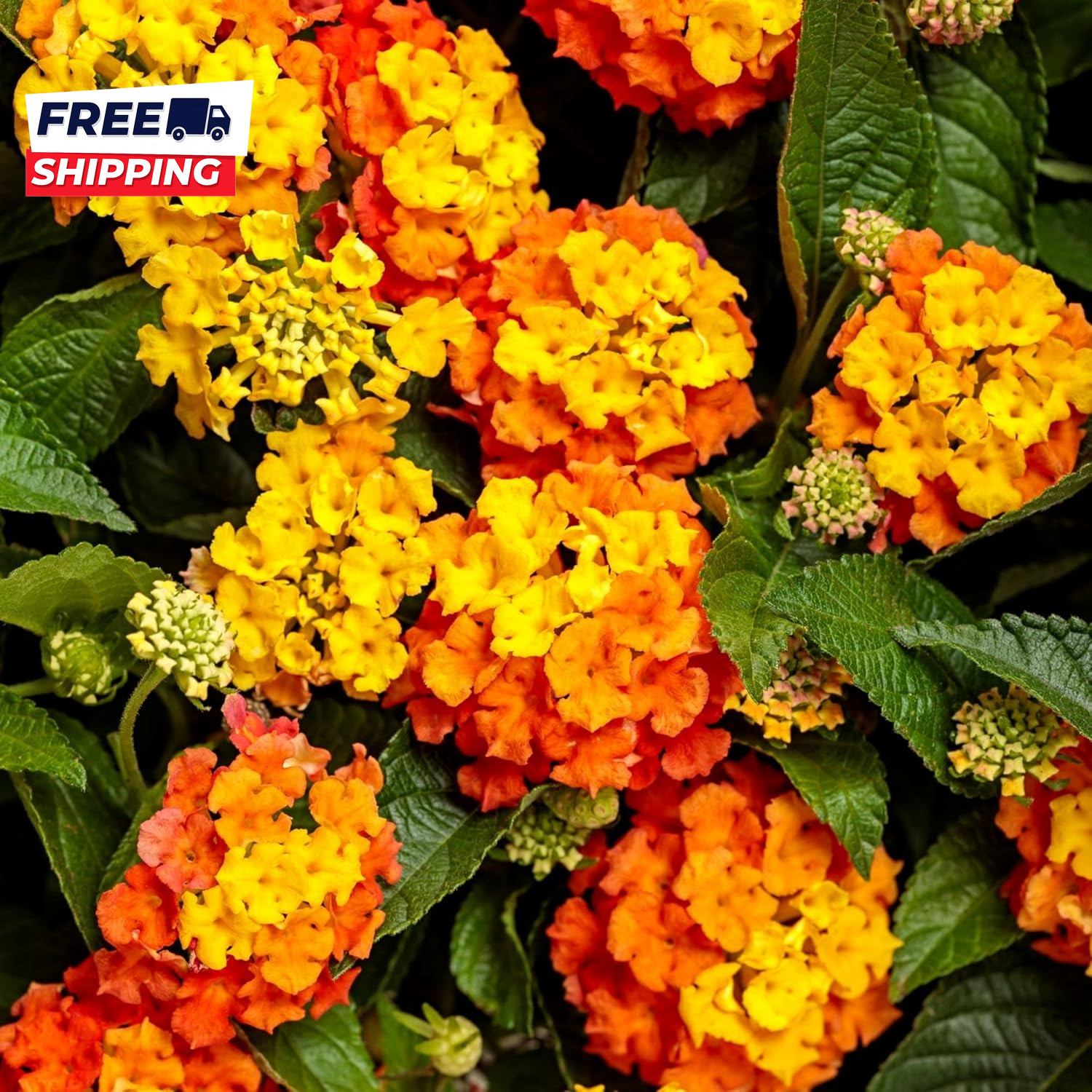 Lantana Flower Seeds for Planting 300+ Mixed Color Flower Seeds to Plant Great