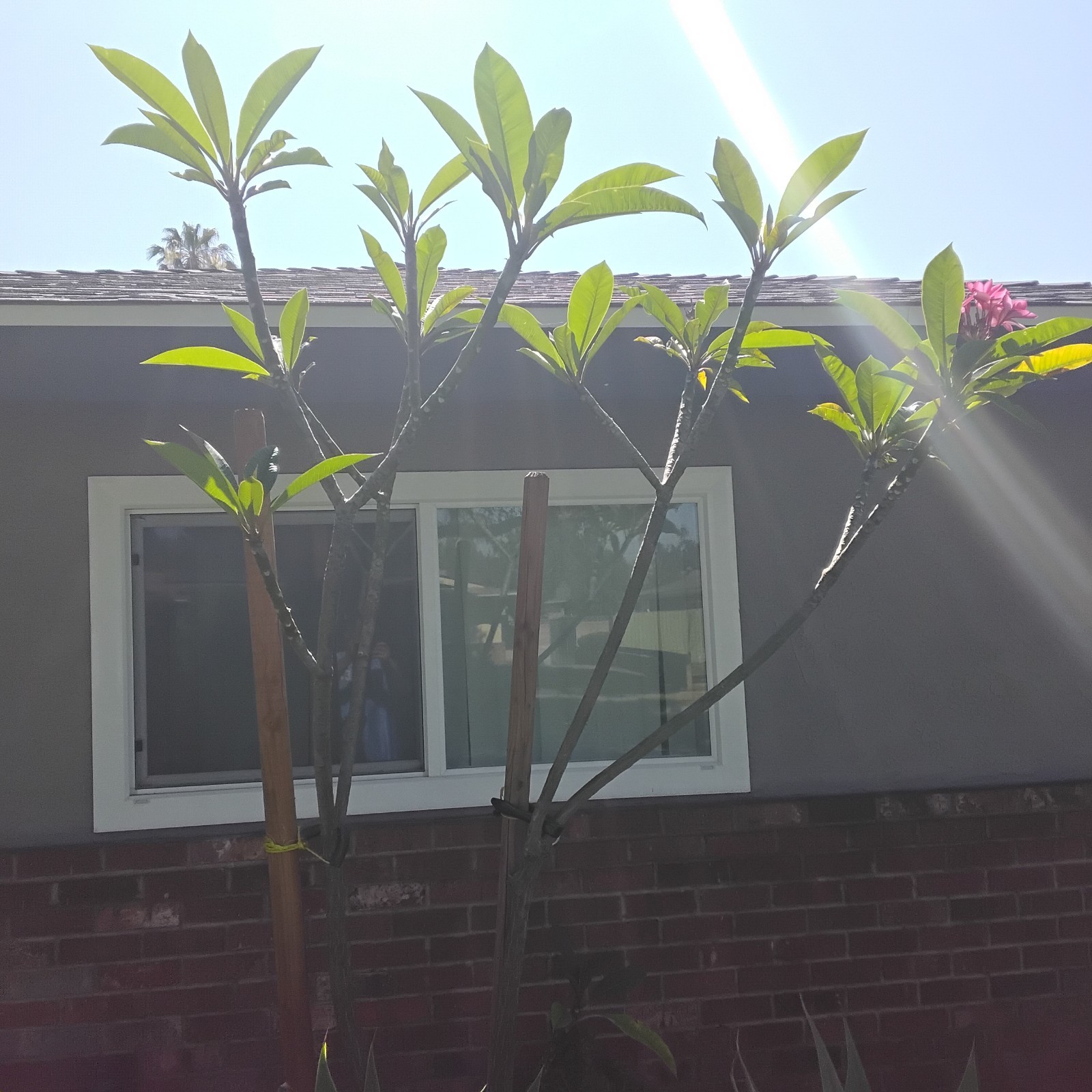 Plumeria Rubra- Deep Pink / Red Flowers