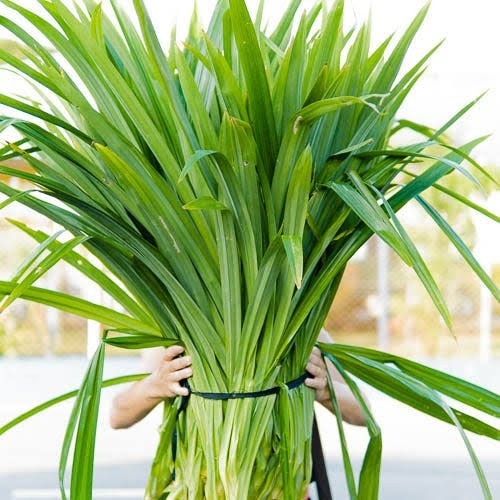 Pandan Leaf Plant 🌱 Lá Dứa / Vanilla Fragrant Herb 10”-17” Live Starter Organic