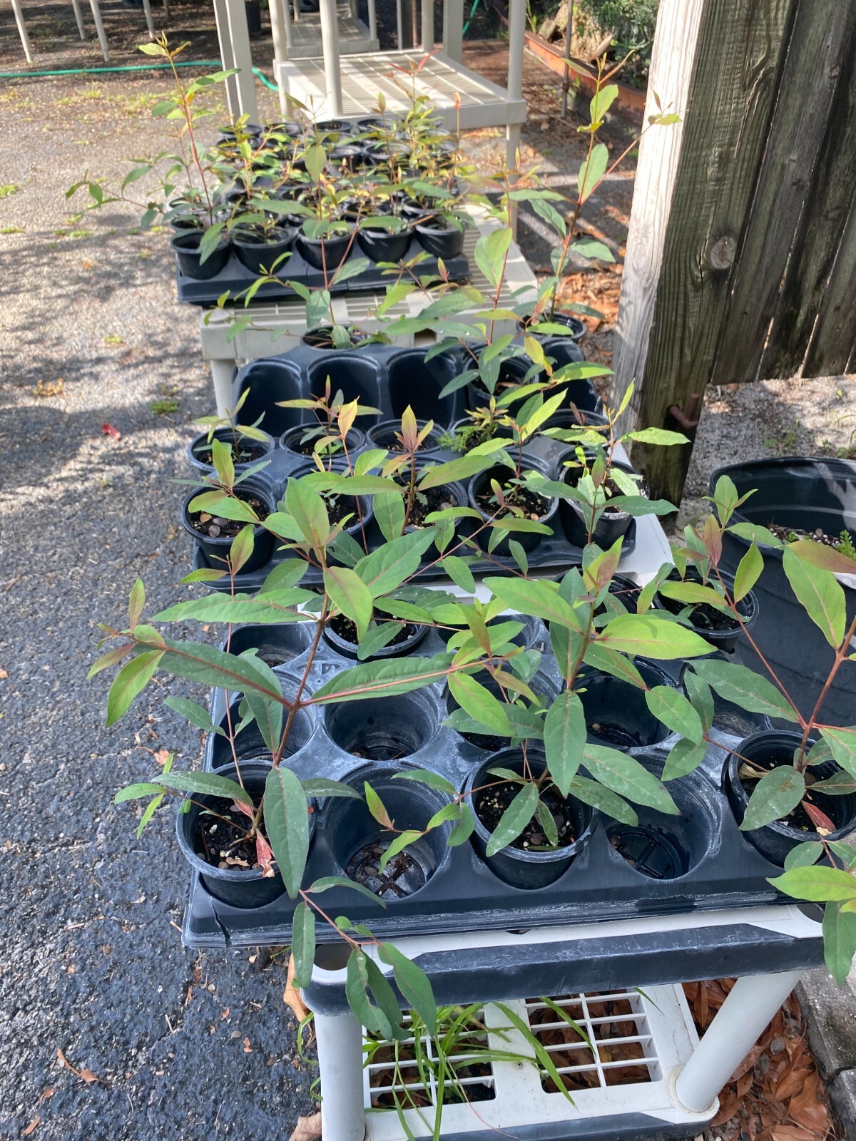 Rainbow eucalyptus seedling 12 to 20 inches tall shipped in 4 inch pot with soil
