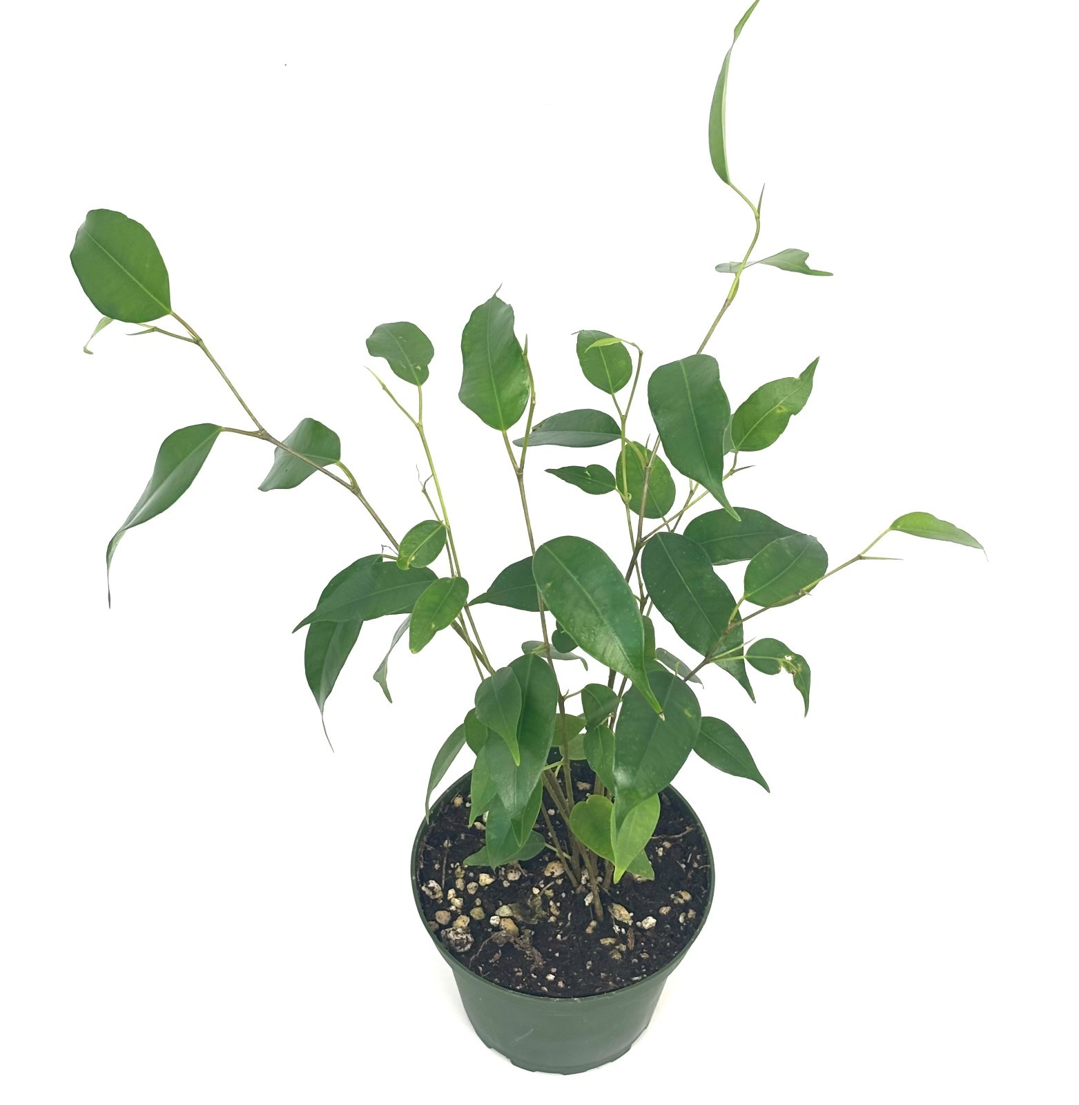 Ficus Benjamina House Plants, 4″ Pot 8-12″ Tall