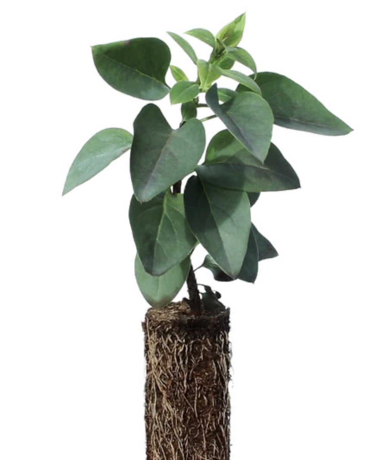 Purple Liliac bonsái starter Live tree seedling 9 to 11 inches)