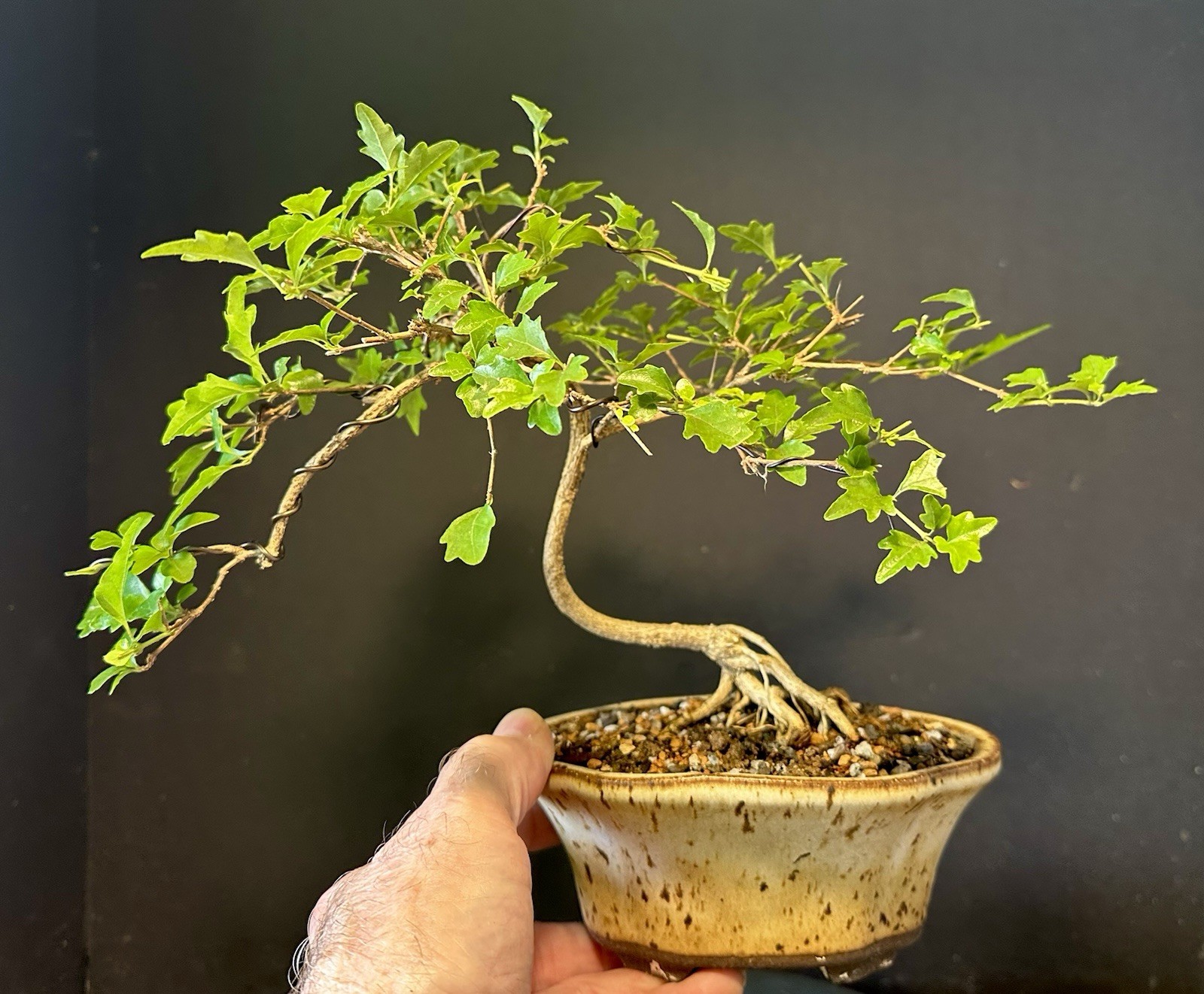 Bonsai Tree Japanese Musk Maple, Premna japonica, 11” tall quality Pot