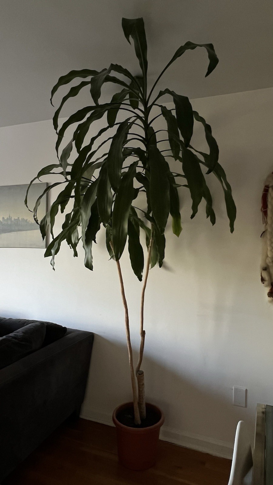 Dracaena fragrans plant, 3 stems staggered, 7 feets