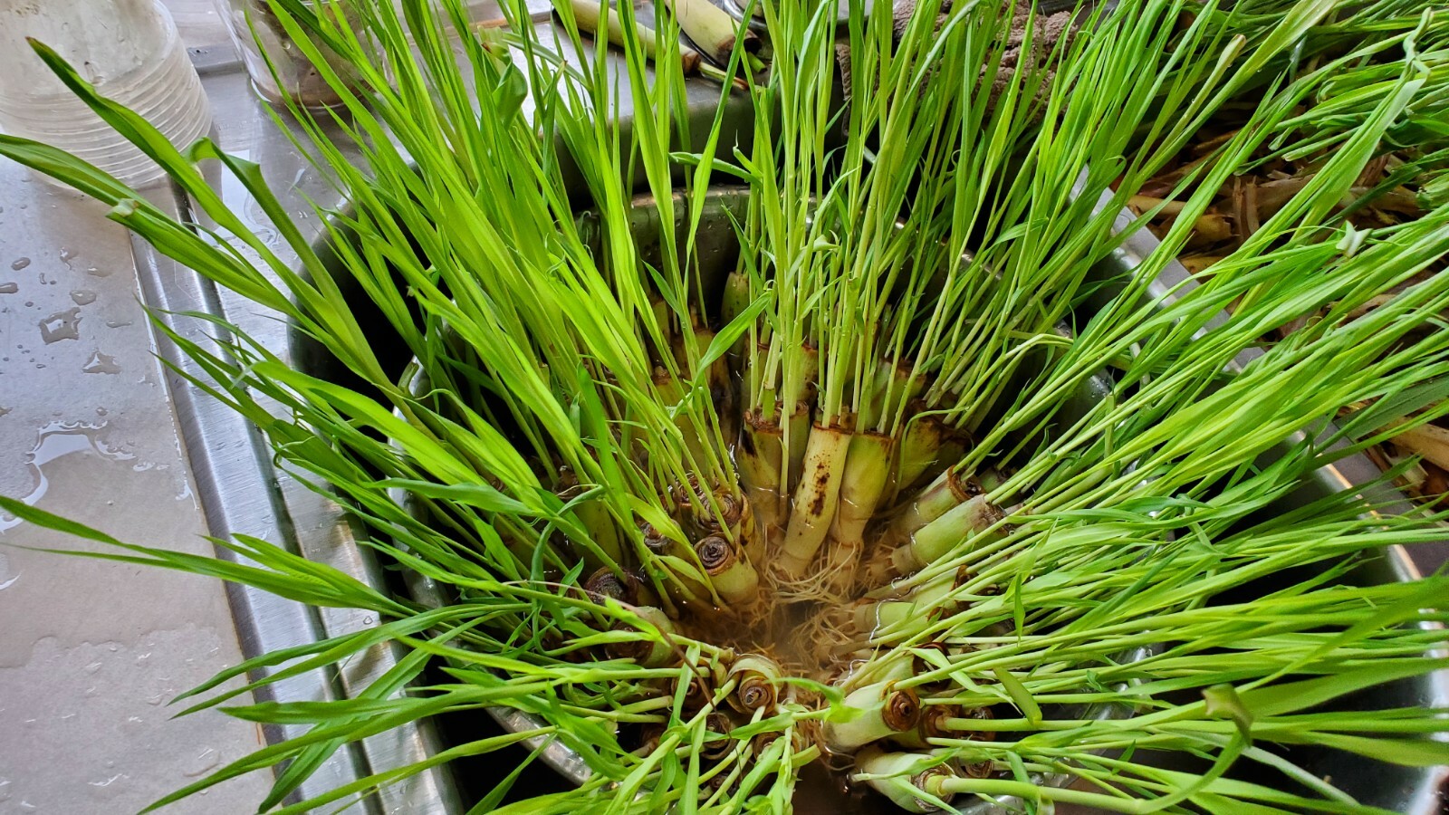 5 Lemongrass LIVE ROOTED STALKS READY TO PLANT, Mosquito Repellent, CITRONELLA