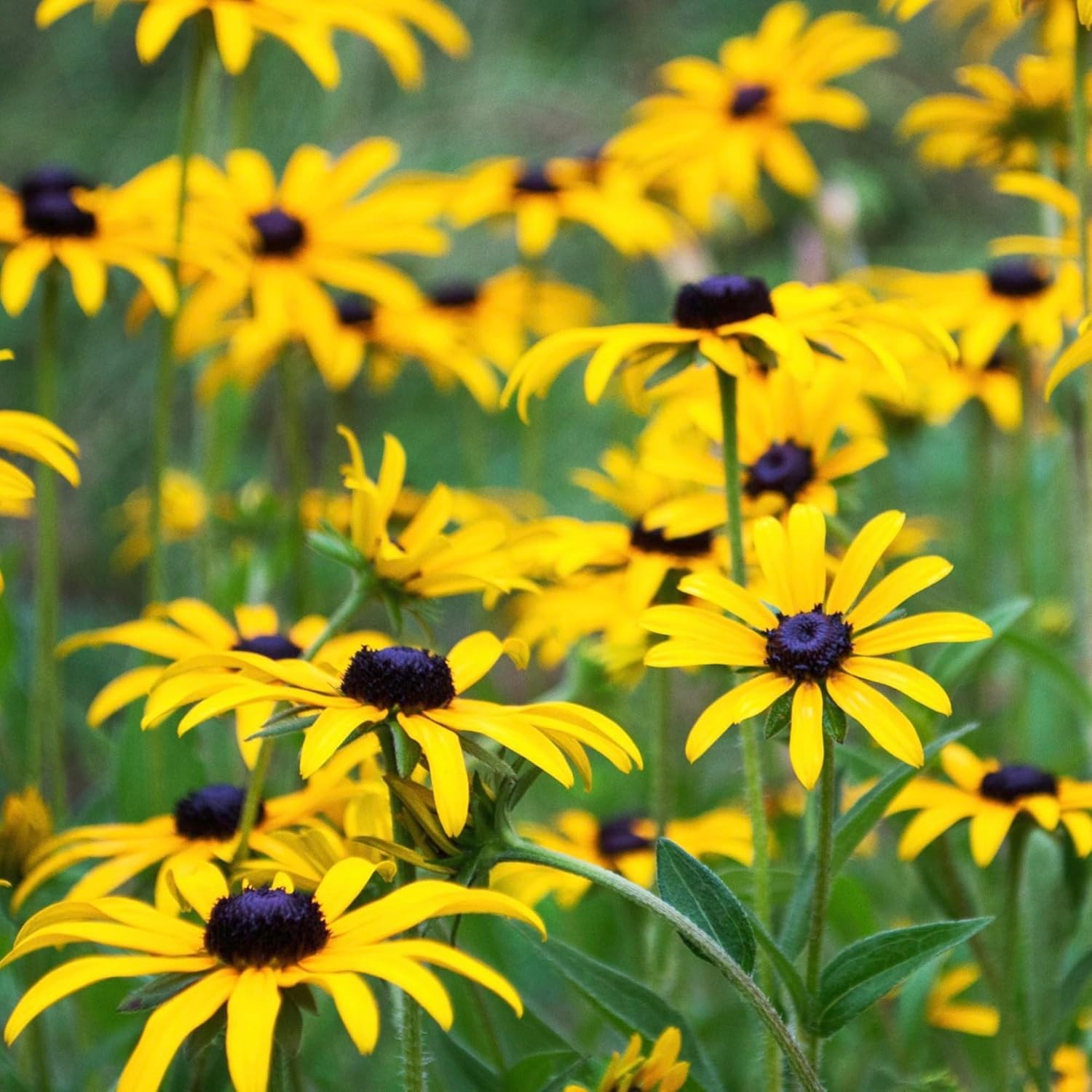 Black Eyed Susan Seeds for Planting 120,000+ Seeds Rudbeckia Hirta Perennial