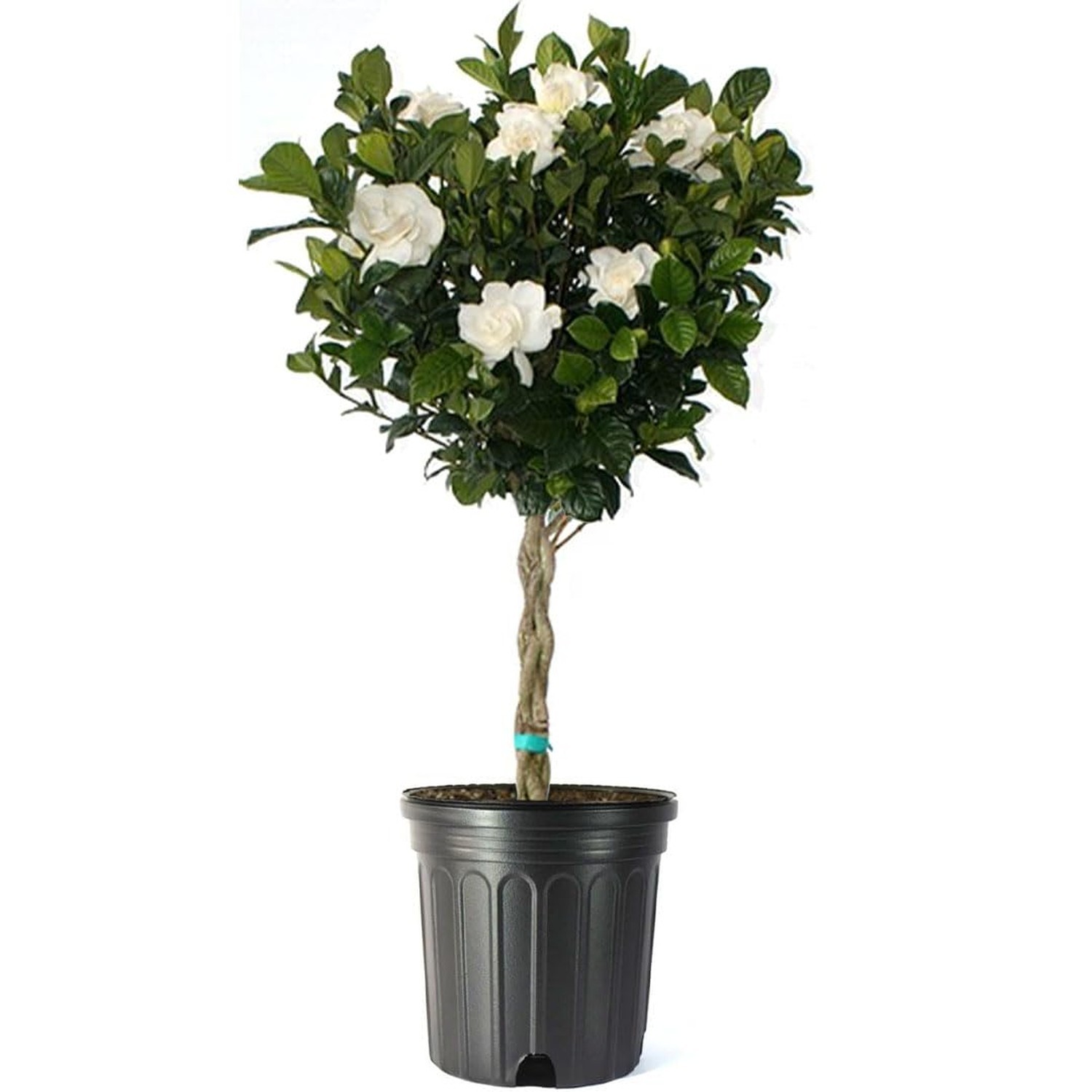 American Plant Exchange Gardenia Tree – Live Evergreen in Large 8-Inch Pot