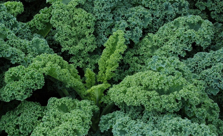 250+ Dwarf Siberian Kale Seeds Heirloom NON-GMO Fresh Seeds for Your Garden