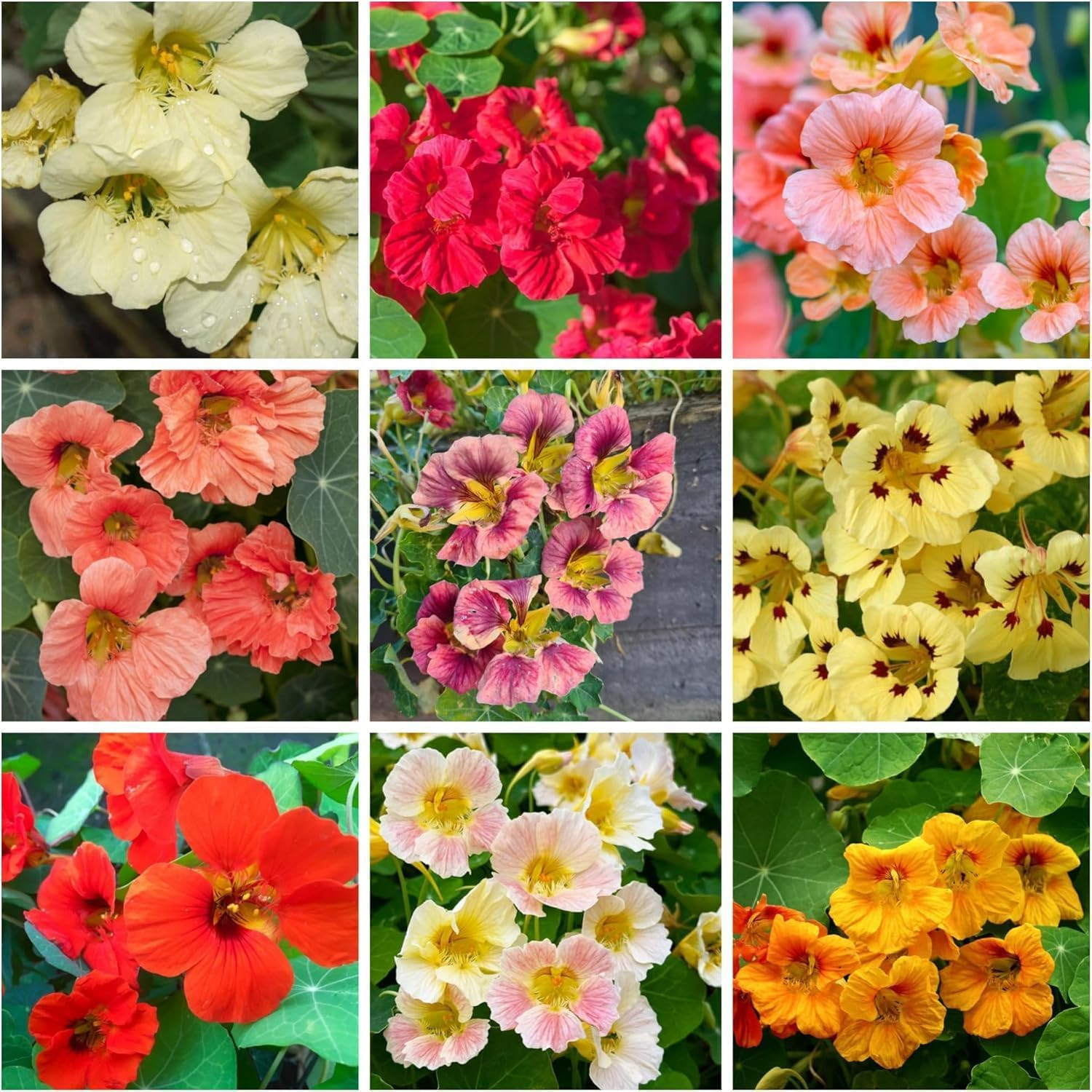 Rare Nasturtium Seeds for Planting – 150+ Mixed Nasturtium Seeds (Tropaeolum Maj