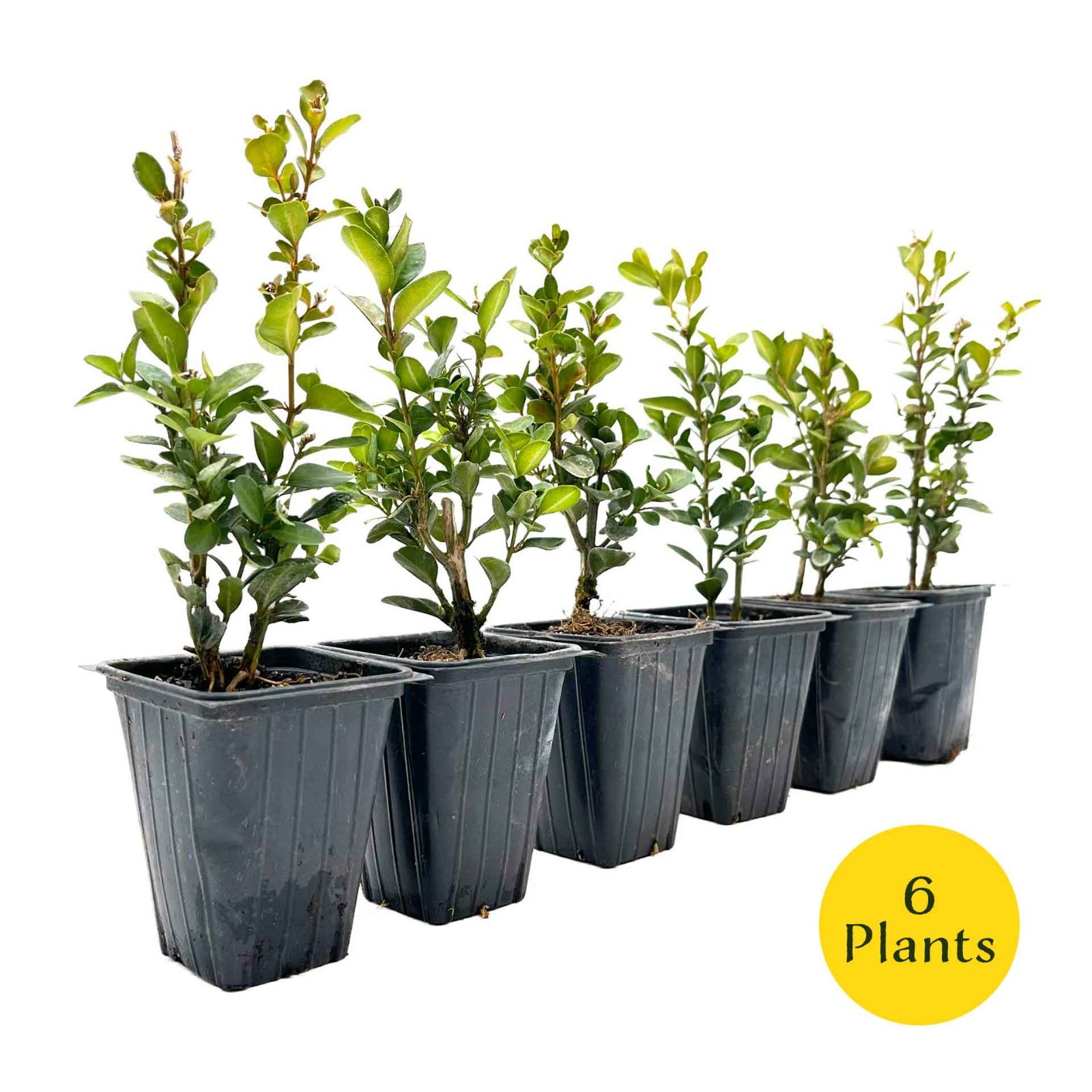 2 Highlander Boxwood Plants in 3.5″ Cube | Dense Evergreen Privacy Shrub (Buxus)