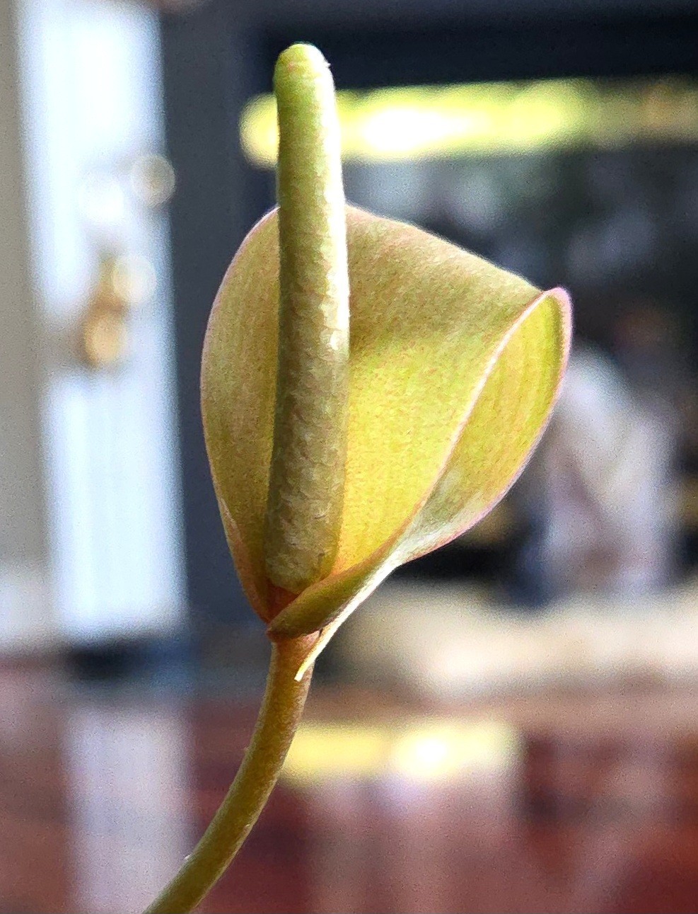 Rare XL Anthurium Pedatoradiatum X Clarinervium 24″ Tall Not Philodendron