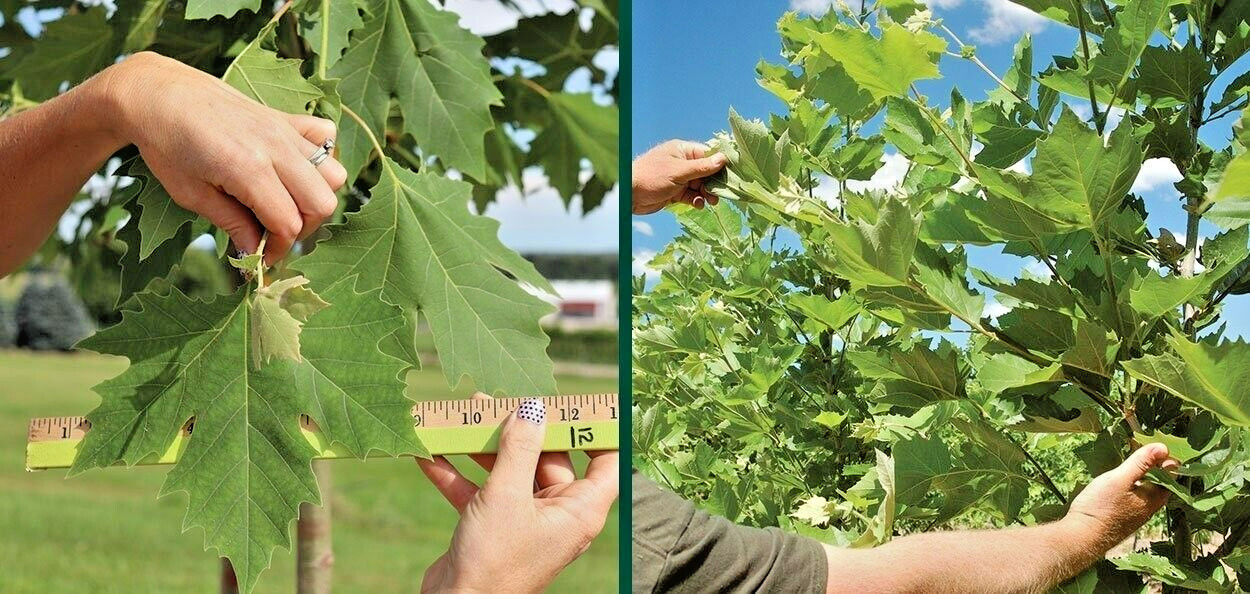 30 MORTON CIRCLE LONDON PLANETREE SEEEDS – Platanus × acerifolia