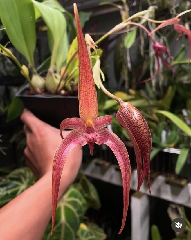 Bulbophyllum Jersey (dark red)
