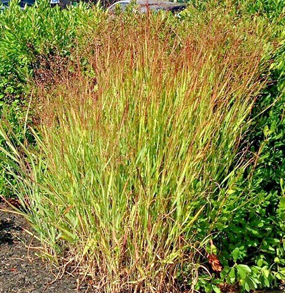 1001+SWITCHGRASS Seeds Native Tall Grass Prairie Ornamental Perennial Fast Easy