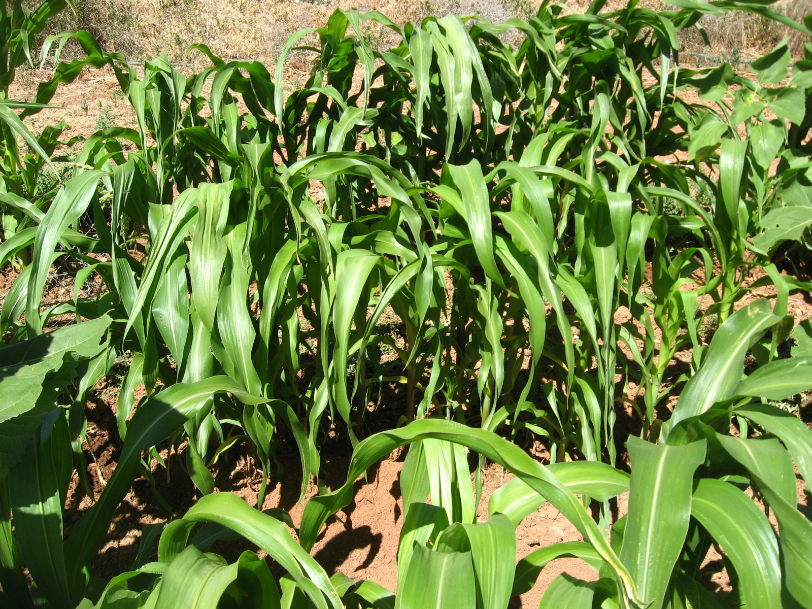 Dakota Black Popcorn Seeds | Popping Purple Blue Ornamental Pop Corn Seeds 2023