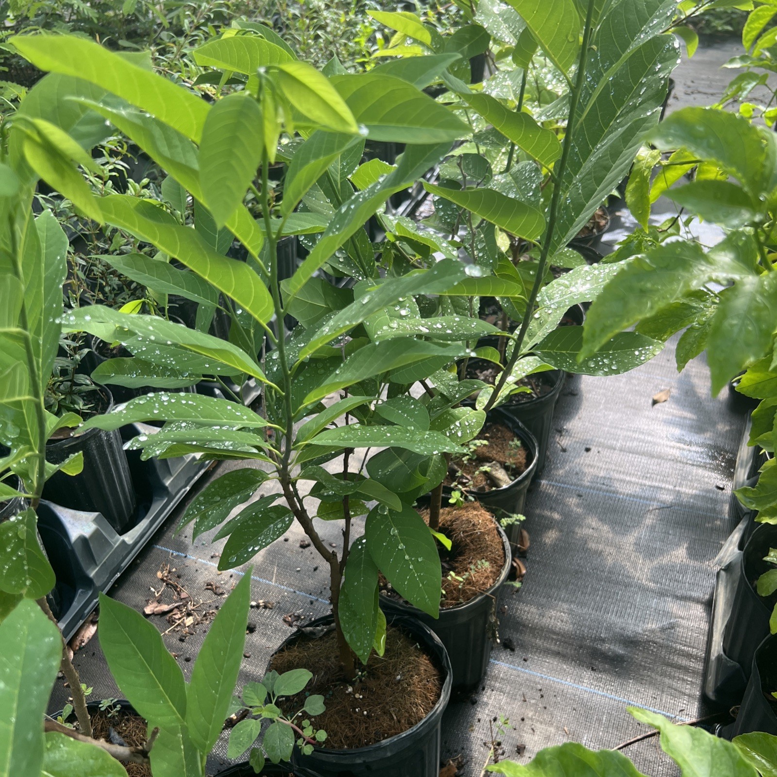 Green sugar apple – 1gal – 1-2 feet – NO SHIP CA