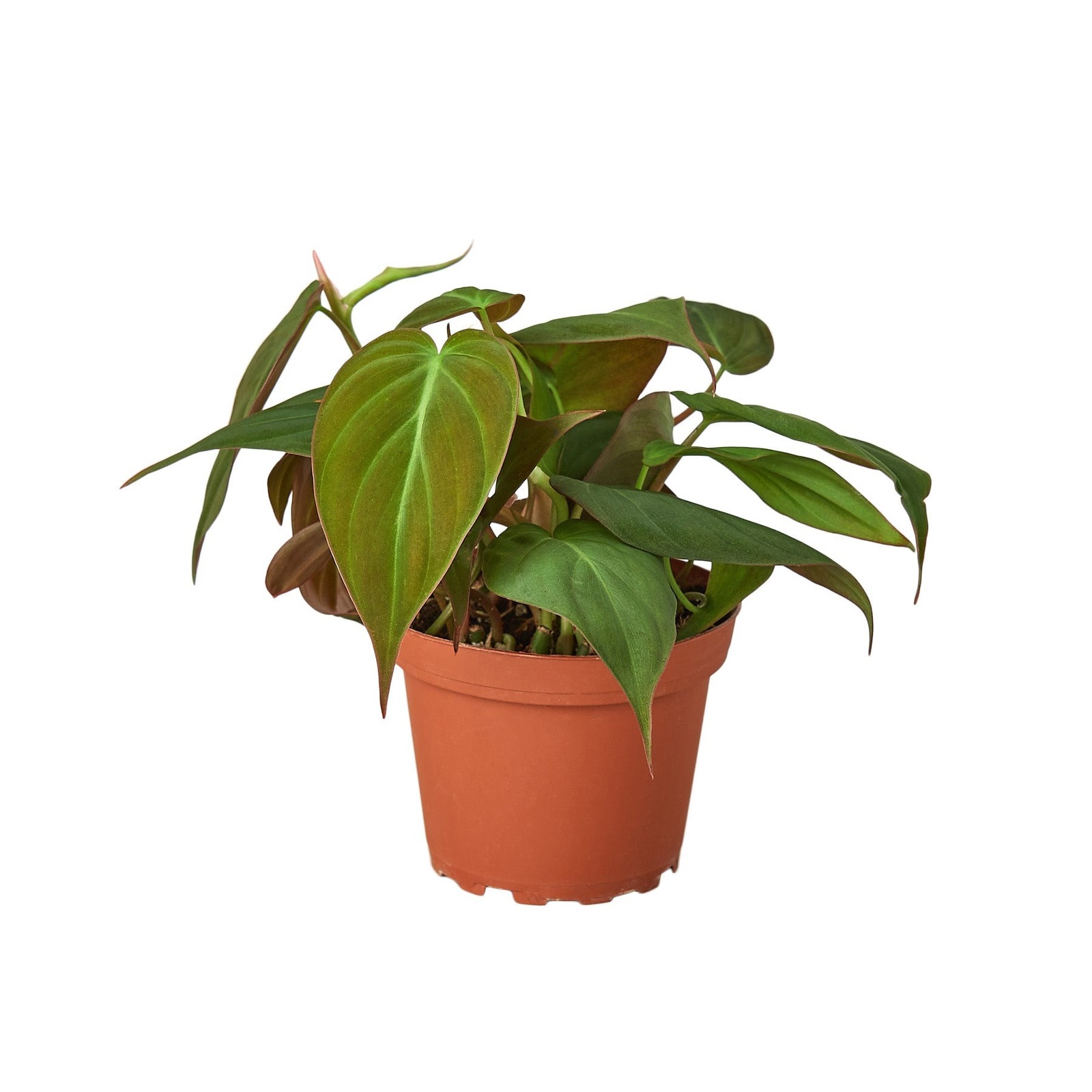 Philodendron ‘Velvet’ • Velvety Dark Green Leaves • Rare Textured Beauty