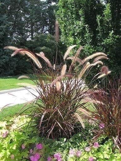 Red Fountain Grass | 1 Gallon | Pennisetum setaceum | Ornamental Border Plant