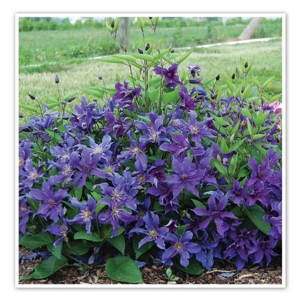 Clematis iron queen – fast growing flowering shrub – long bloom time