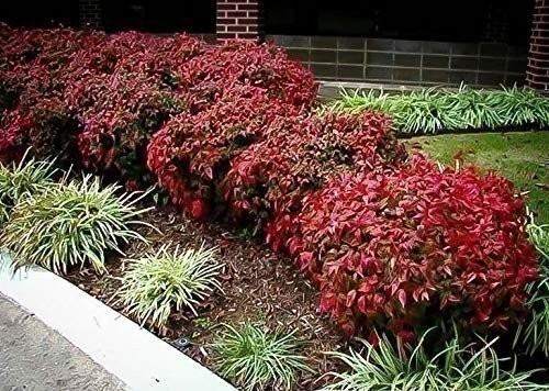 Nandina Firepower | 3 Gallon | Nandina domestica | Low Maintenance | Hardy Plant