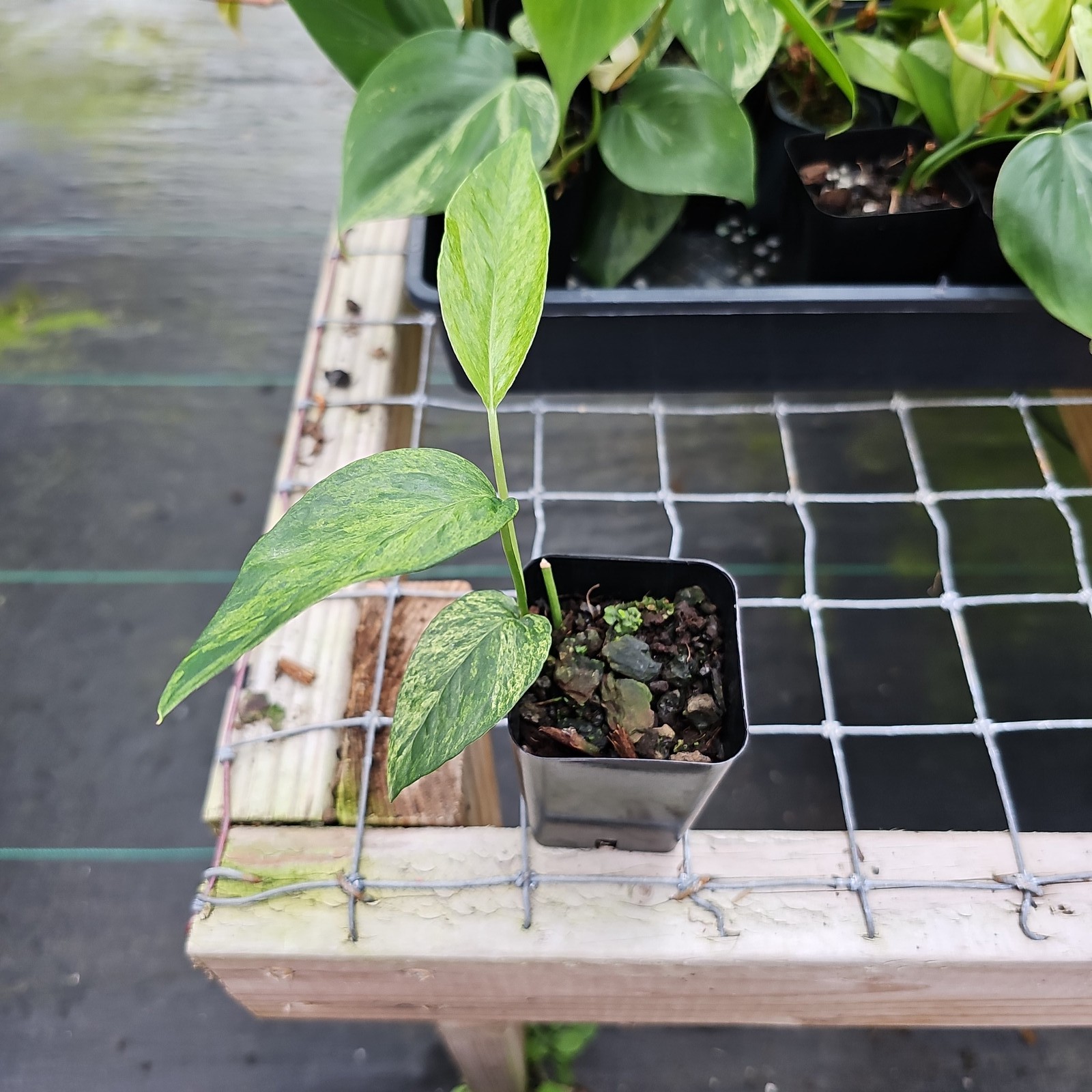 Epipremnum Pinnatum Tricolor Mint Variegated 2.5″ pot, Fedex 2day*