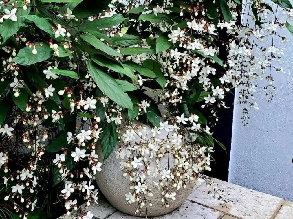 LIVE PLANT 3ft Clerodendrum nutans – Bridal Veil Nodding glorybower laevifolium
