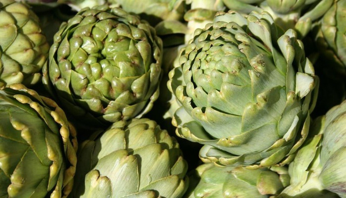 Artichoke Green Globe Improved Amish Seeds 30 NON – HYBRID Seeds, NON – GMO