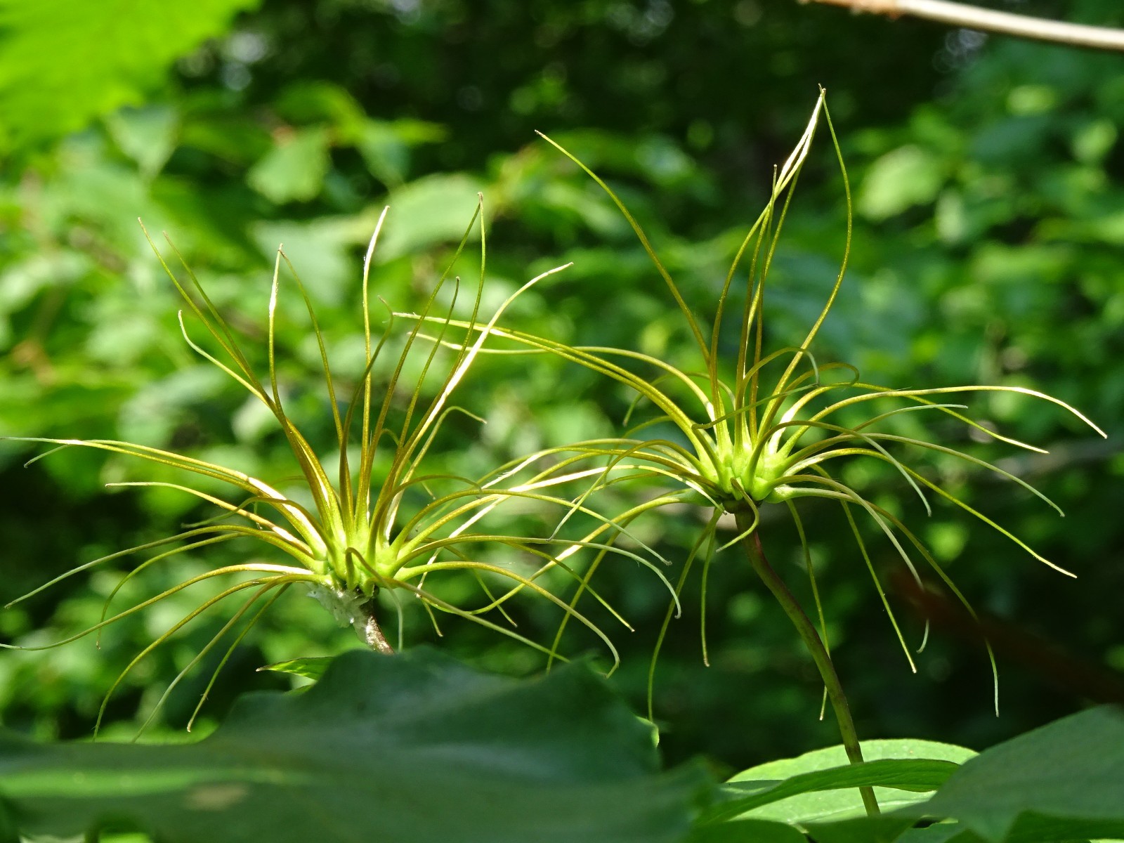 Clematis crispa Blue Jasmine 10 seeds from 2023 Native perennial vine organic