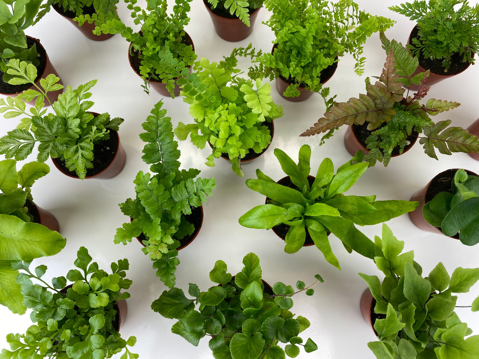 Mini Fern Plants (6 Plants) (2″ Pots) Terrariums Fairy Gardens (Assorted Plants)