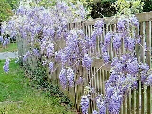 10 PURPLE CHINESE WISTERIA SEEDS – Wisteria sinensis