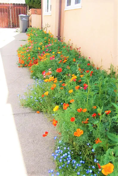 7 Colors Mix California Poppy Seeds | Rainbow Mixed All Formula Flower Seed 2024