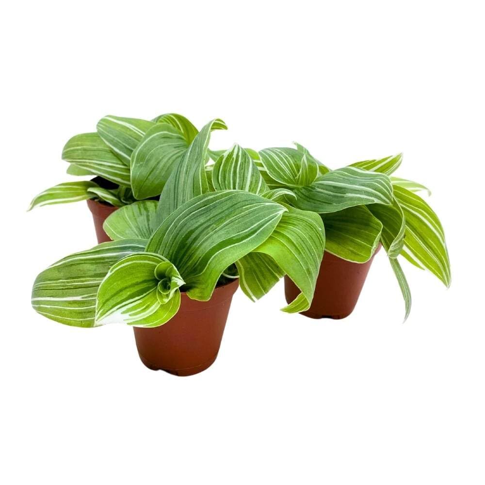 Green and White Wandering Dude 2 inch Set of 3 Tradescantia albiflora albo-vitta