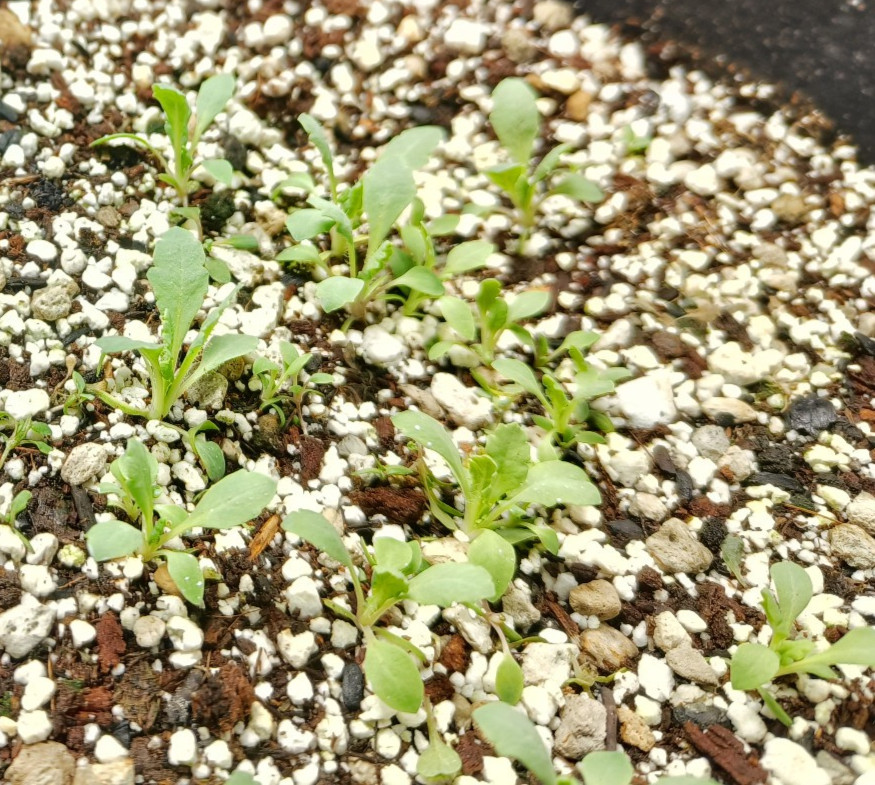 3,000 – 1 Gram Peshawar White Poppy Seeds – P. Somniferum – Giant & Solid White