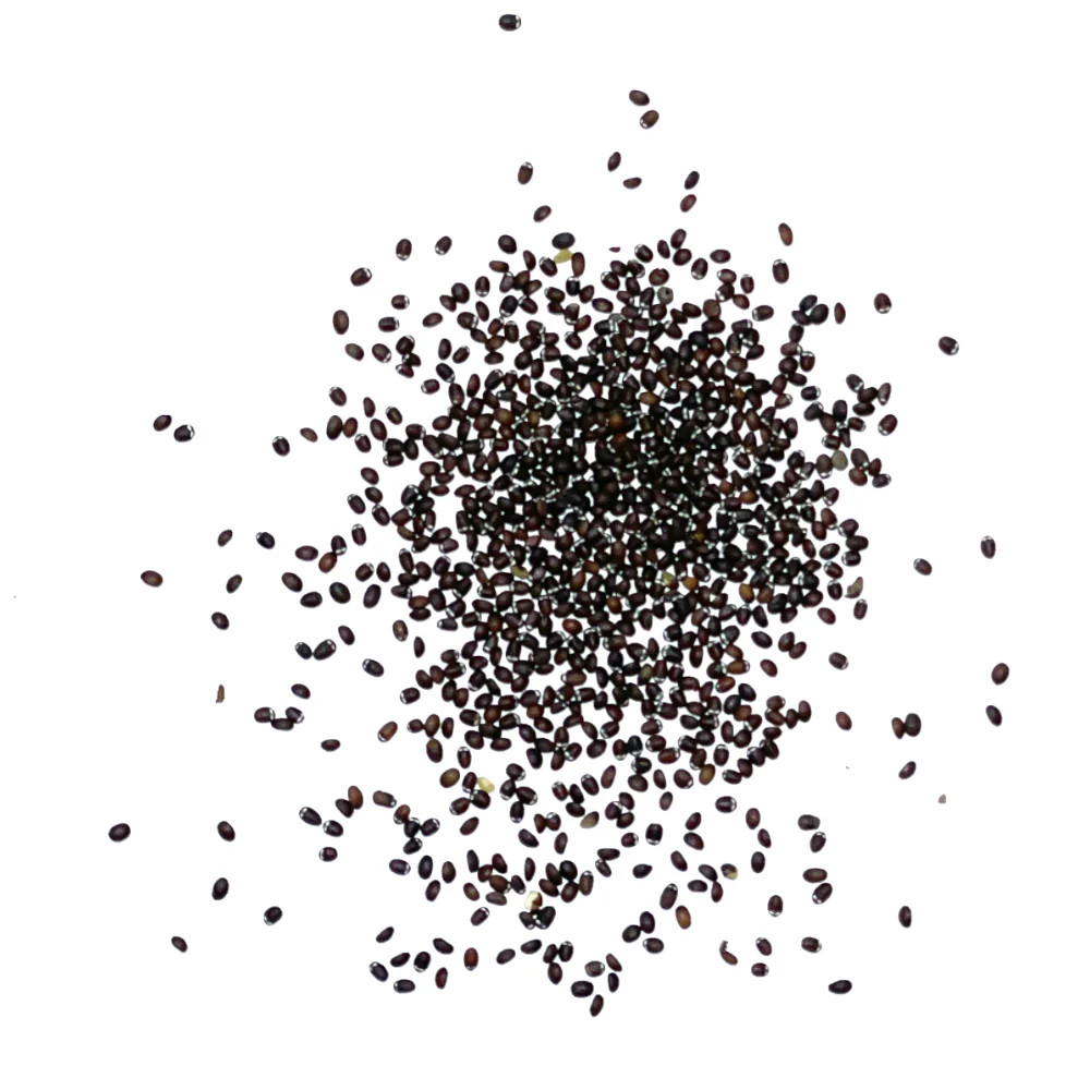 Catnip Herb Seeds For Planting (Nepeta cataria)
