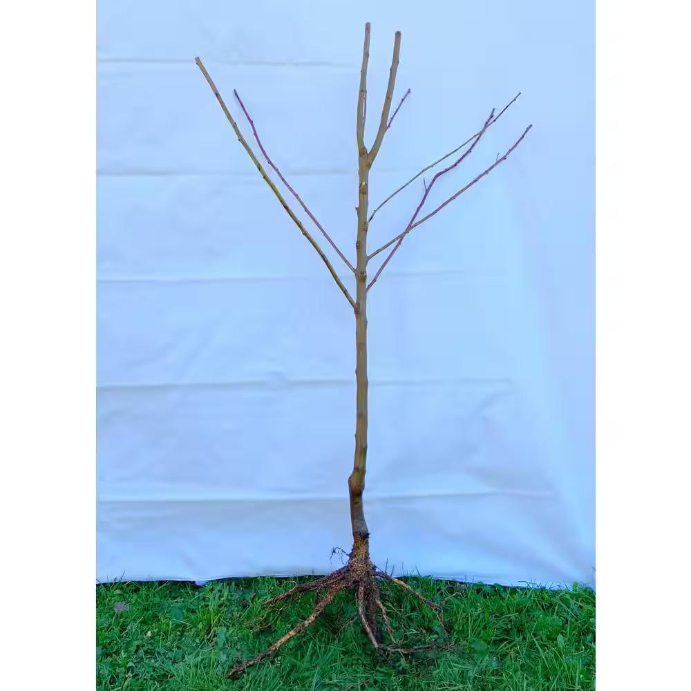 Dwarf Bartlett Pear Tree Bare Root