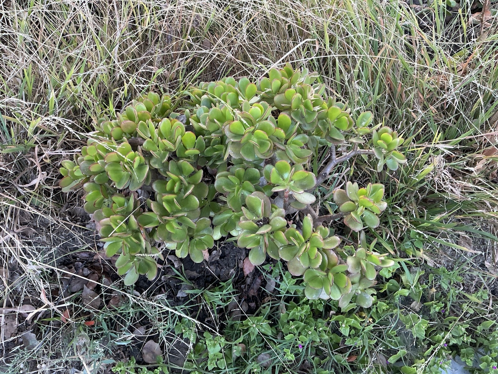 Lot Of 2 green Crassula Ovata Jade Plants , Rooted 15” To 17” tall with roots