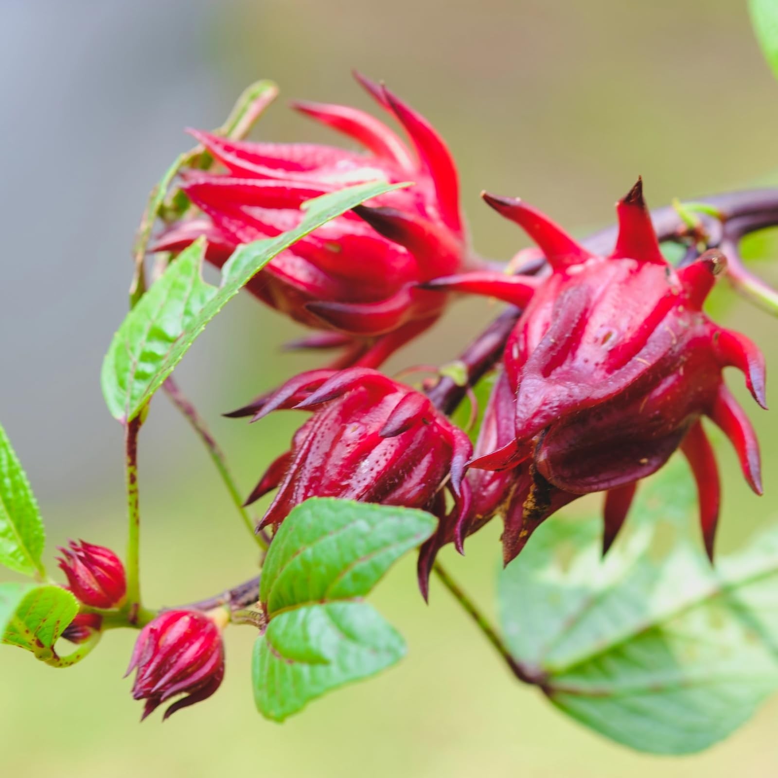 300+ Roselle Seeds – Hibiscus Sabdariffa, Jamaican Sorrel, Red Cranberry Flower